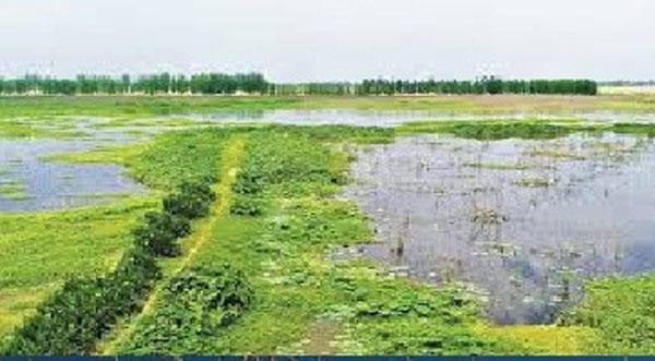 keshopur is deserted with the return of migratory birds