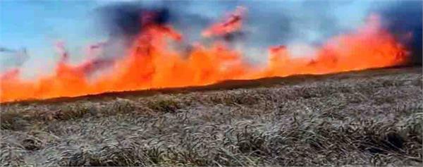 4 acres of standing wheat crop burnt to ashes