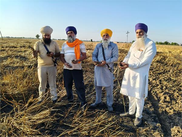 8 acres of wheat crop burnt to ashes in fire