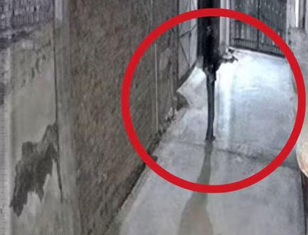 gunfire rang out at a house in amritsar