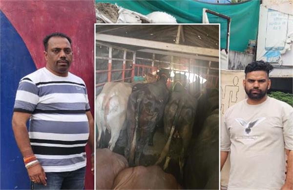 cow smugglers arrested and handed over to police