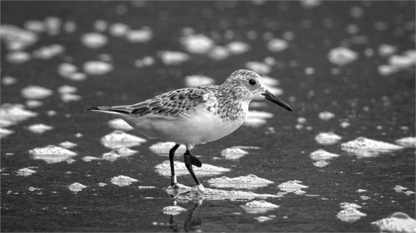 australian bird in andaman