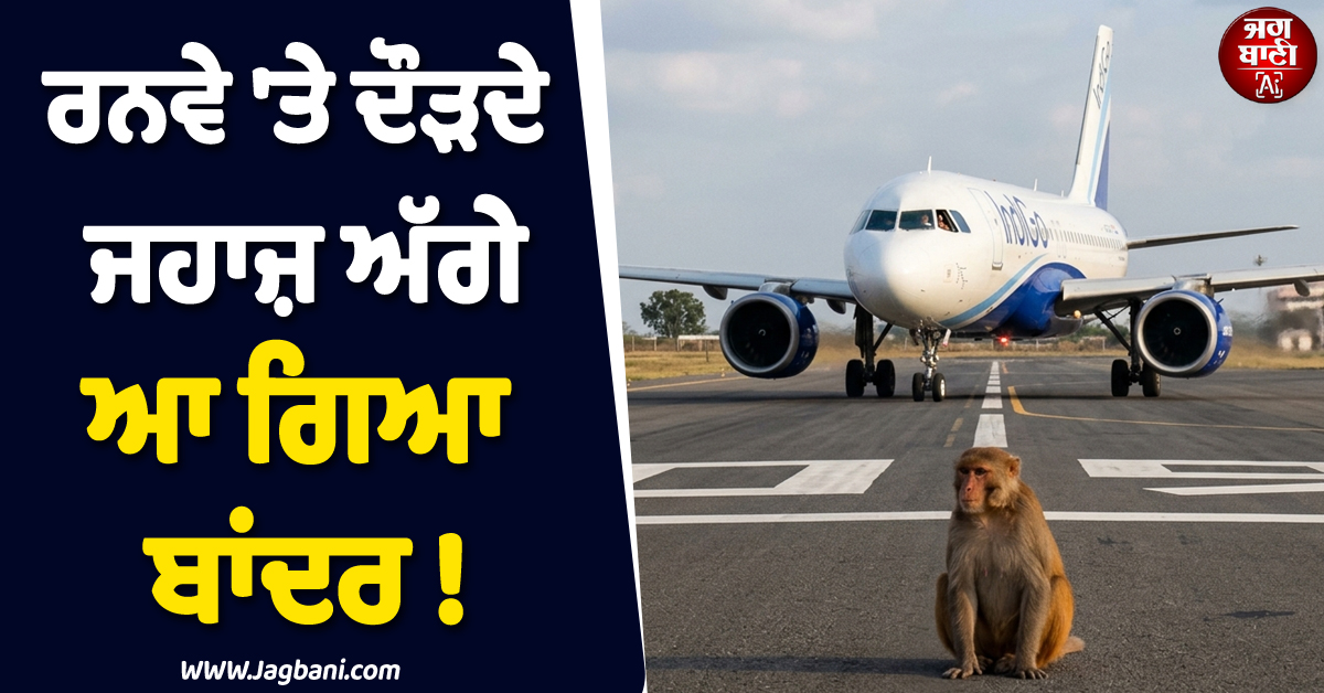 ਰਨਵੇ 'ਤੇ ਦੌੜਦੇ ਸਵਾਰੀਆਂ ਨਾਲ ਭਰੇ ਜਹਾਜ਼ ਅੱਗੇ ਆ ਗਿਆ ਬਾਂਦਰ ! ਫ਼ਿਰ ਜੋ ਹੋਇਆ...