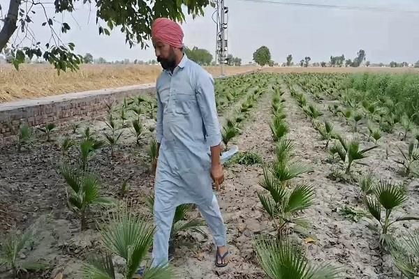 punjab farmers