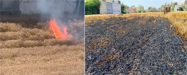fire in fields  wheat crop