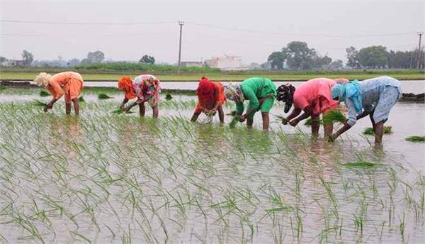 paddy planting  farmers of punjab