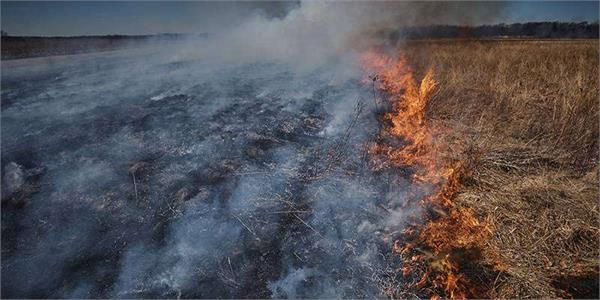 12 acres of wheat burnt to ashes due to short circuit