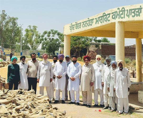 wheat crop  punjab farmers