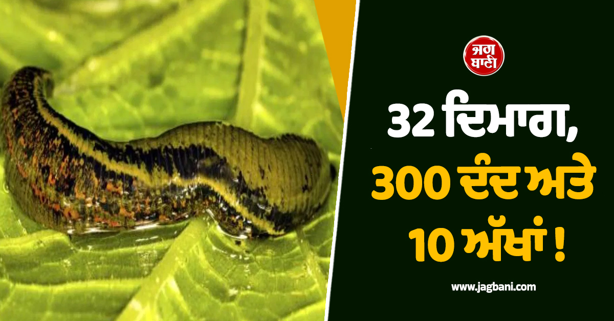 32 ਦਿਮਾਗ, 300 ਦੰਦ ਅਤੇ 10 ਅੱਖਾਂ ! ਧਰਤੀ ਦੇ ਸਭ ਤੋਂ ਵਿਲੱਖਣ ਜੀਵ ਦੀ ਦਿਲਚਸਪ ਕਹਾਣੀ