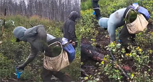 canadian man sets world record by planting 23060 trees