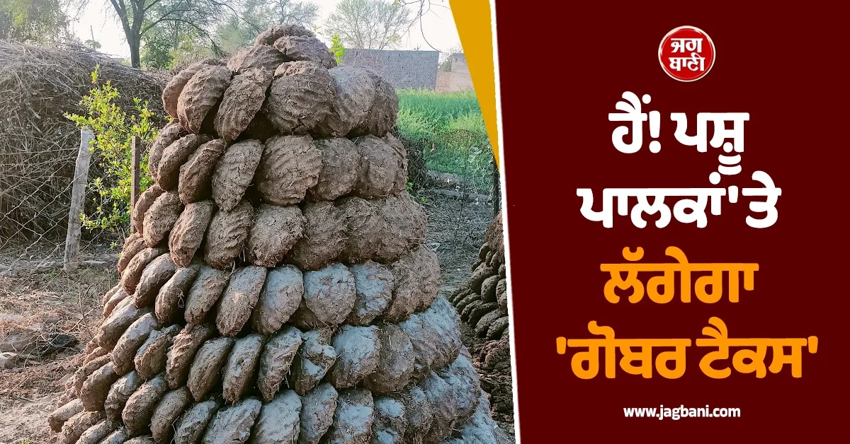 ਹੈਂ! ਪਸ਼ੂ ਪਾਲਕਾਂ 'ਤੇ ਲੱਗੇਗਾ 'ਗੋਬਰ ਟੈਕਸ', ਲਹਿੰਦੇ ਪੰਜਾਬ ਦੀ ਸਰਕਾਰ ਨੇ ਸੁਣਾਇਆ ਅਨੋਖਾ ਫੈਸਲਾ