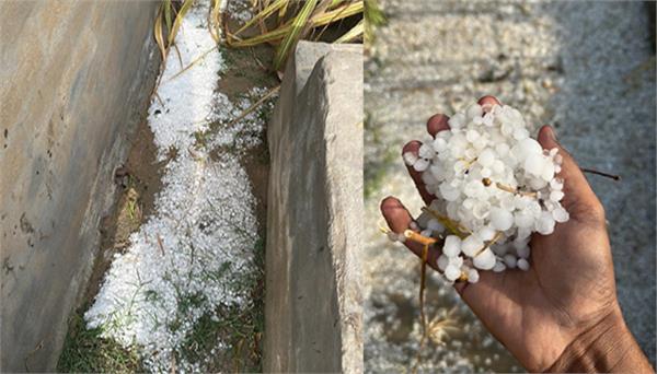 hailstorm and rain in punjab destroyed wheat crop