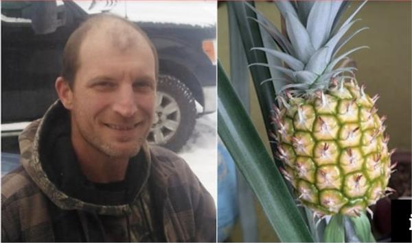 success achieved in producing pineapple