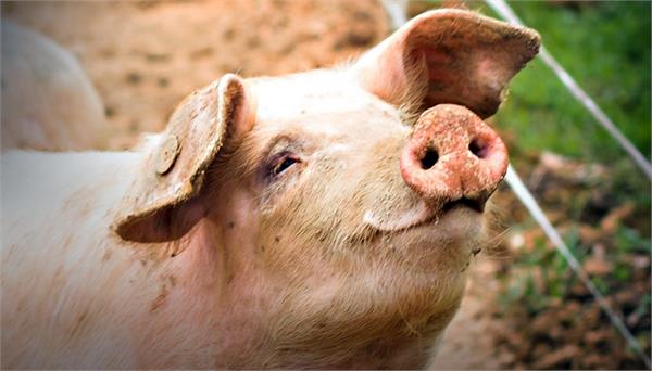 doctors using pig sperm in this work