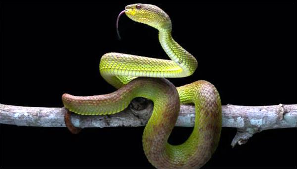 new species of snake found