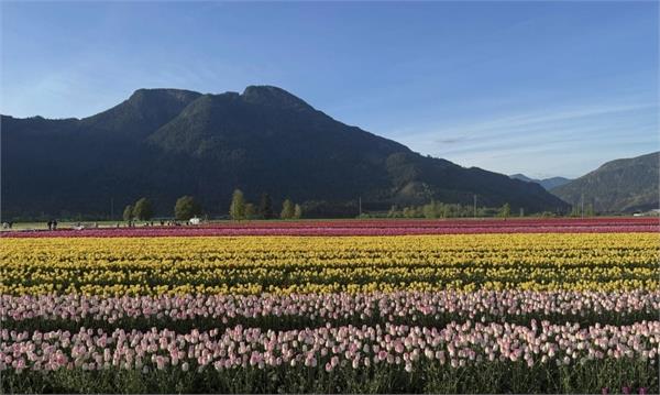tulip festival  british columbia to bloom with colorful flowers from april 10