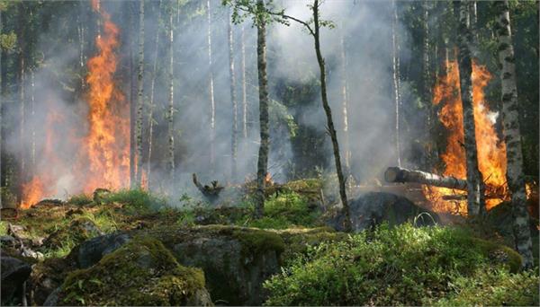 massive fire breaks out in kasauli forests