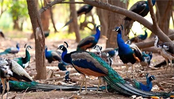 death of 44 peacocks due to bird flu