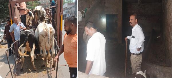 corporation takes major action against illegal dairies in islamabad