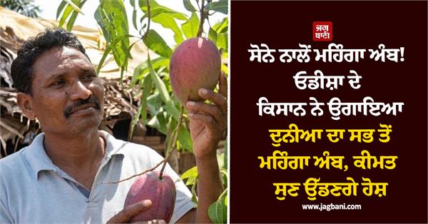 gold odisha farmer grows rupees 3 lakh per kg mango