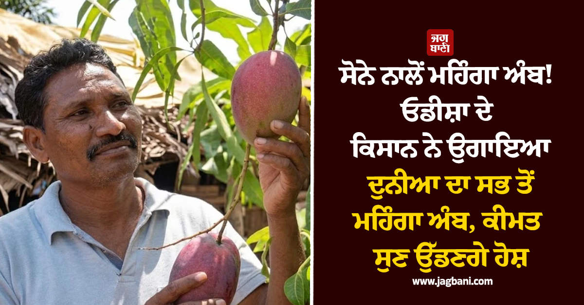 ਸੋਨੇ ਨਾਲੋਂ ਮਹਿੰਗਾ ਅੰਬ! ਓਡੀਸ਼ਾ ਦੇ ਕਿਸਾਨ ਨੇ ਉਗਾਇਆ ਦੁਨੀਆ ਦਾ ਸਭ ਤੋਂ ਮਹਿੰਗਾ ਅੰਬ, ਕੀਮਤ ਸੁਣ ਉੱਡਣਗੇ ਹੋਸ਼