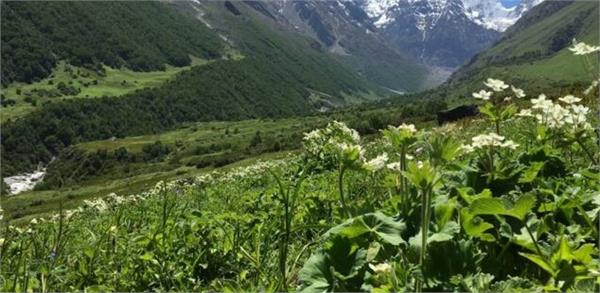 precious herbs are disappearing from the himalayan hills