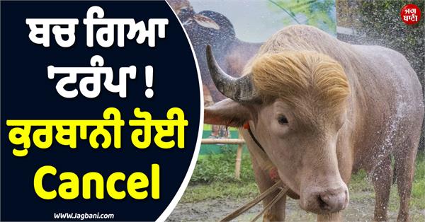 trump the buffalo