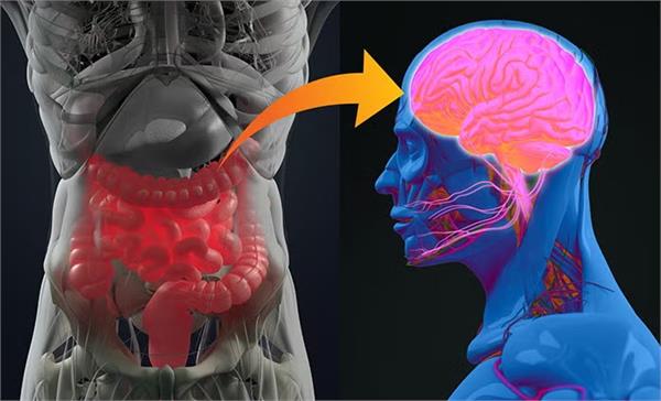 stress reaches from the brain to the intestines  doctors say it is a big danger