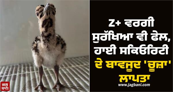 high security  chick missing  gujarat  great indian bustard