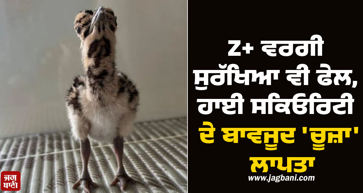 Z+ ਵਰਗੀ ਸੁਰੱਖਿਆ ਵੀ ਫੇਲ, ਹਾਈ ਸਕਿਓਰਿਟੀ ਦੇ ਬਾਵਜੂਦ ''ਚੂਜ਼ਾ'' ਲਾਪਤਾ