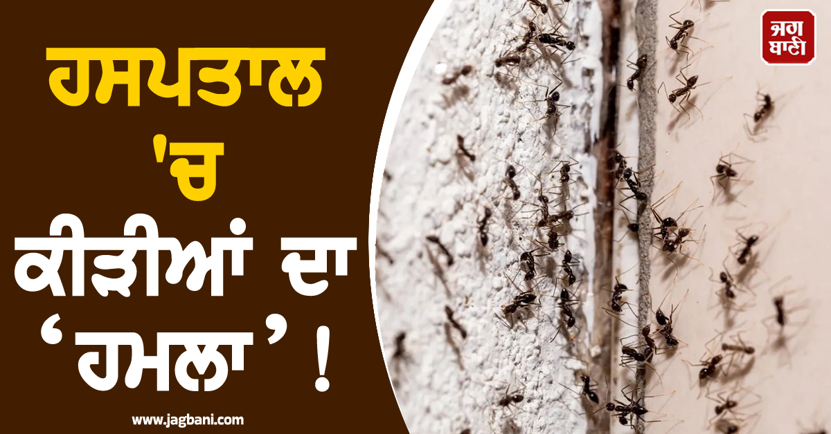 ਕੈਨੇਡਾ ਦੇ ਹਸਪਤਾਲ 'ਚ ਕੀੜੀਆਂ ਦਾ ‘ਹਮਲਾ’! ਕਈ ਸਰਜਰੀਆਂ ਹੋਈਆਂ ਰੱਦ, ਮਰੀਜ਼ ਬੇਹਾਲ