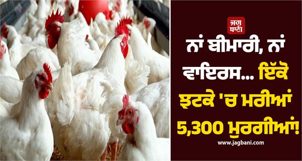 5300 chickens die pultry farm electricity