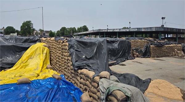 2 37 674 metric tons of wheat arrived in the grain markets of nawanshahr