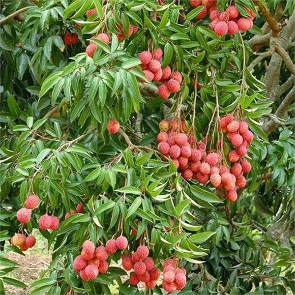 triple crisis looms over litchi orchards