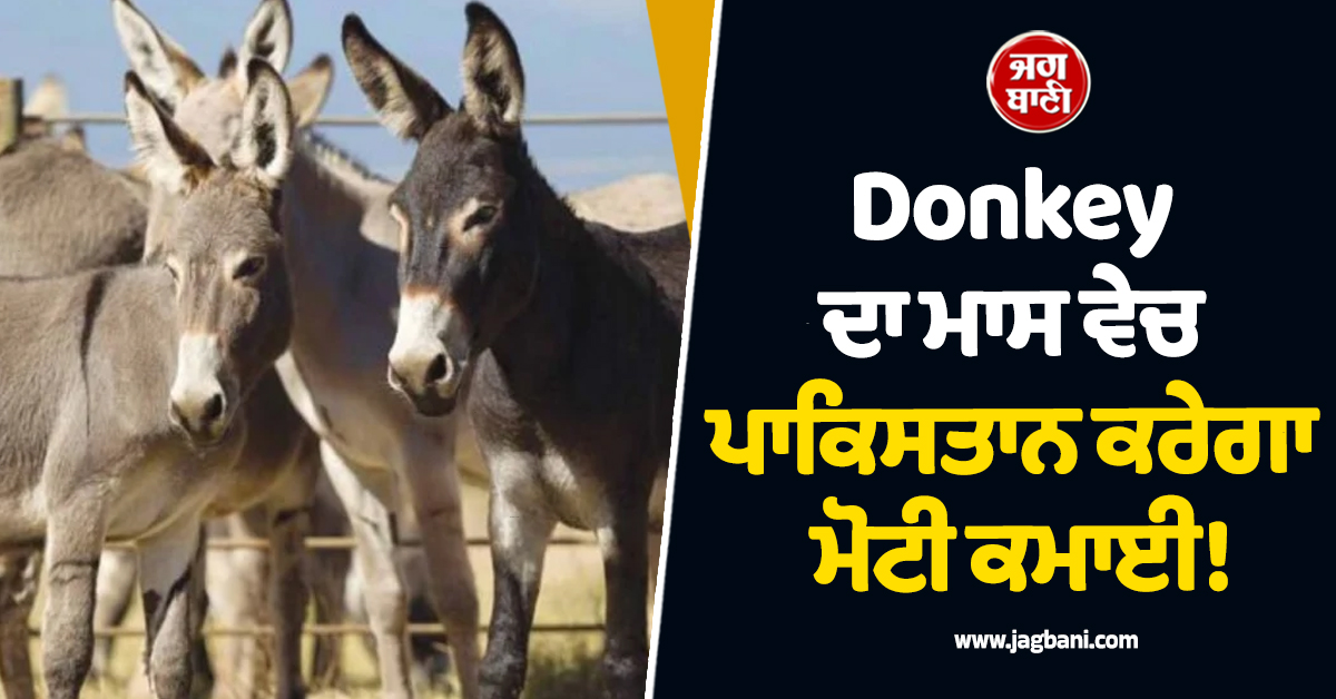 Donkey ਦਾ ਮਾਸ ਵੇਚ ਪਾਕਿਸਤਾਨ ਕਰੇਗਾ ਮੋਟੀ ਕਮਾਈ! ਚੀਨ ਦੀ ਧਮਕੀ ਤੋਂ ਬਾਅਦ ਤੁਰੰਤ ਲਿਆ ਫੈਸਲਾ