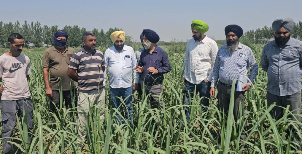 ਗੰਨੇ ਦੀ ਫ਼ਸਲ ਲਈ ਖ਼ਤਰਨਾਕ ਹੈ ਤਿੱਖੀ ਗਰਮੀ ਤੇ ਲੂ ,ਕਿਸਾਨ ਤੁਰੰਤ ਕਰਨ ਪਾਣੀ ਤੇ ਕੀਟ ਪ੍ਰਬੰਧਨ : ਕੇਨ ਕਮਿਸ਼ਨਰ