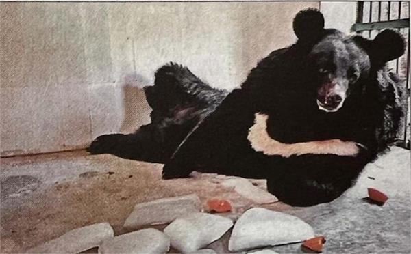 effect of heat is now visible on animals too