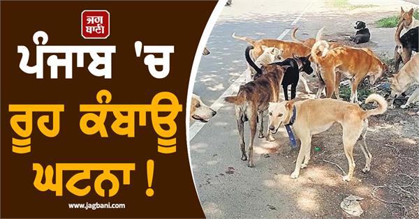 innocent girl killed by dogs dies a painful death
