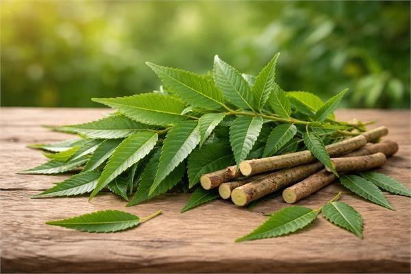 neem leaves are no less than a blessing 