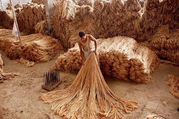 jute industry in crisis due to shortage of raw materials unemployment