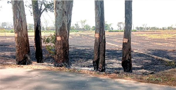 valuable trees burnt down in a fire on gurdaspur behrampur road