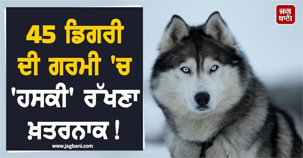 siberian husky cold weather india  45 degrees heat
