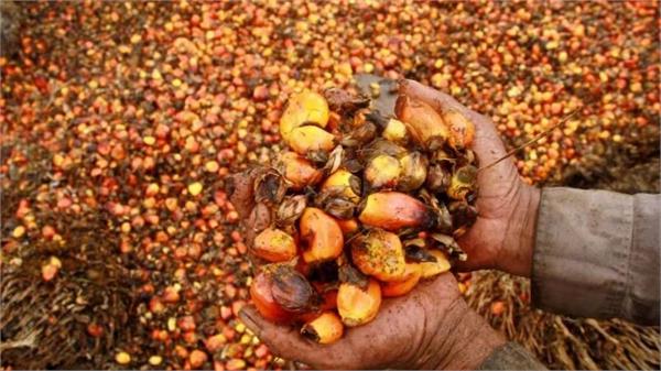 indonesia announces export controls for coal  palm oil