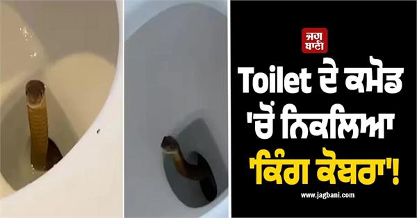 toilet king cobra showed up