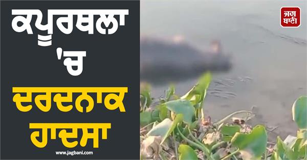 16 buffaloes die after drowning in bein river in kapurthala