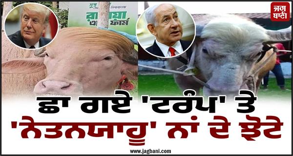 buffaloes named trump and netanyahu 