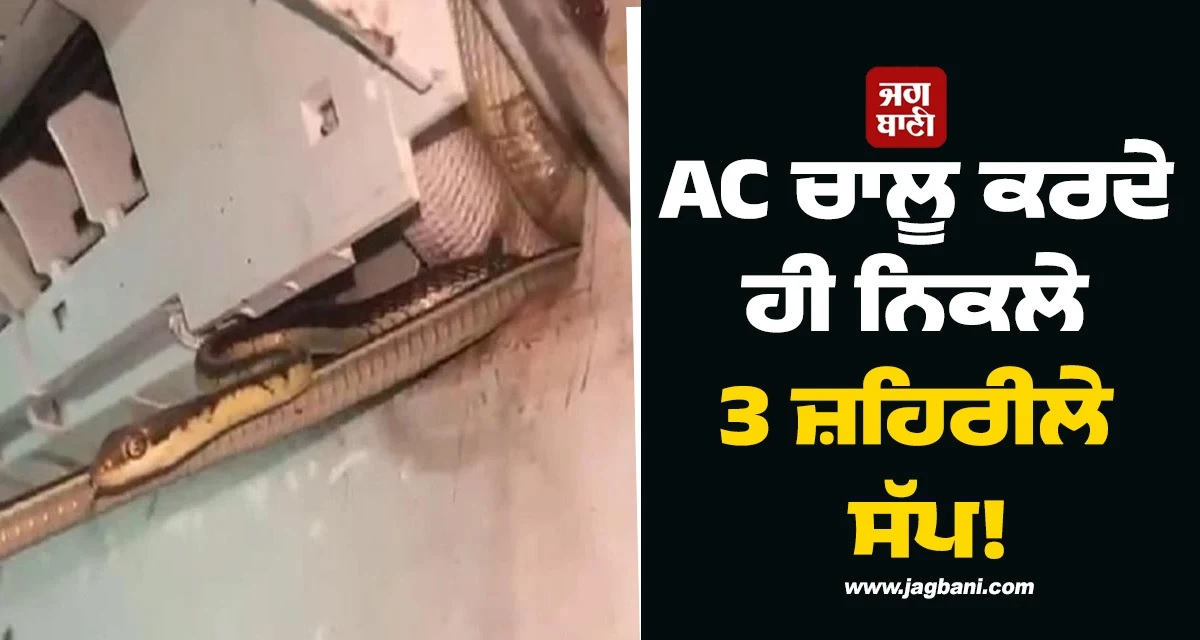 AC ਚਾਲੂ ਕਰਦੇ ਹੀ ਨਿਕਲੇ 3 ਜ਼ਹਿਰੀਲੇ ਸੱਪ! ਜਾਨ ਬਚਾ ਕੇ ਭੱਜਿਆ ਪੂਰਾ ਪਰਿਵਾਰ
