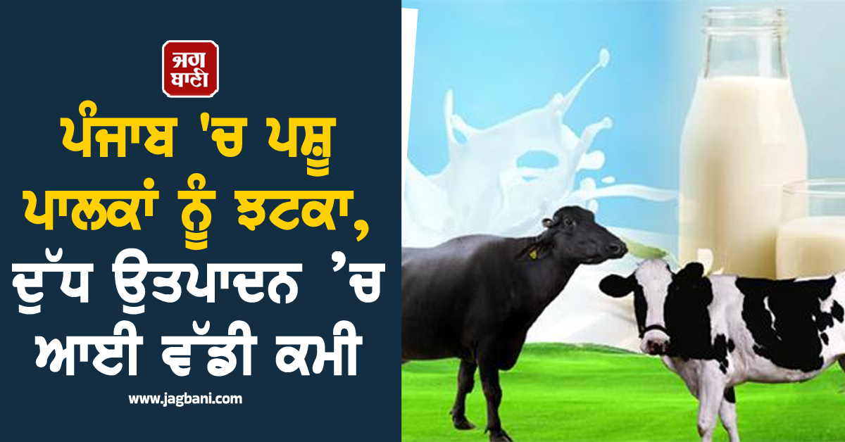 ਪੰਜਾਬ 'ਚ ਪਸ਼ੂ ਪਾਲਕਾਂ ਨੂੰ ਝਟਕਾ, ਦੁੱਧ ਉਤਪਾਦਨ ’ਚ ਆਈ ਵੱਡੀ ਕਮੀ