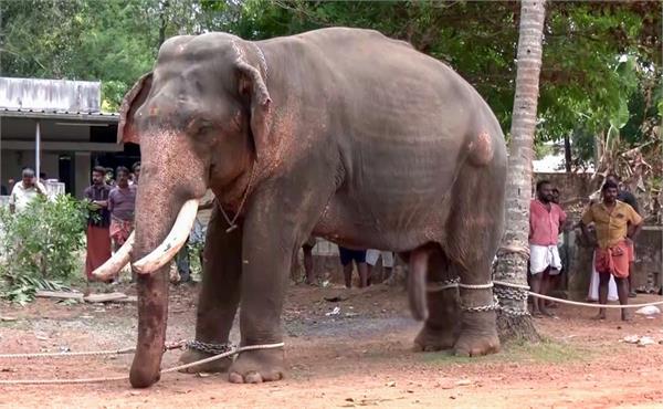 temple  elephant violence  person   police