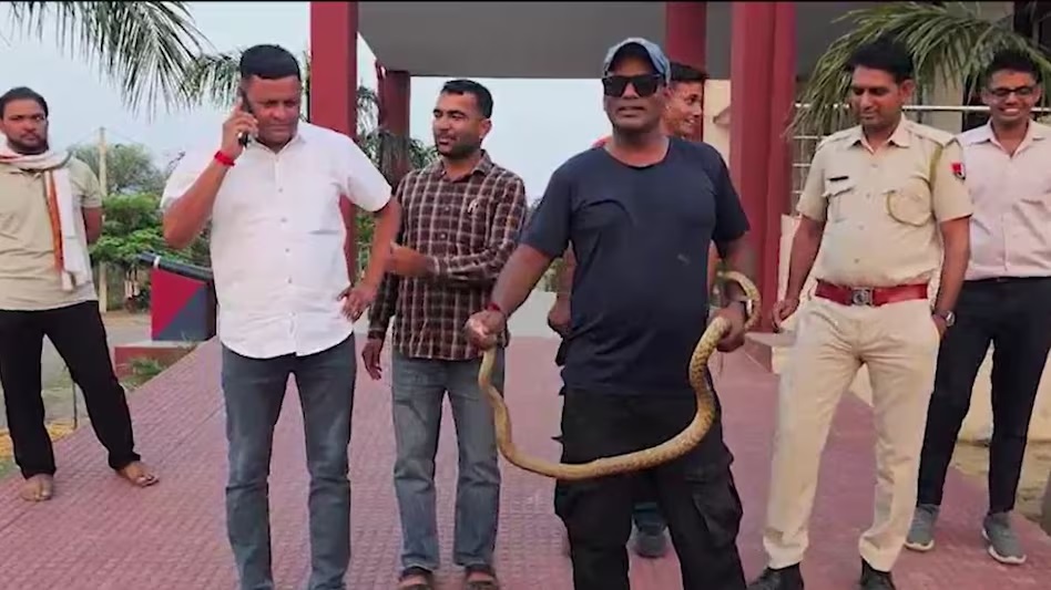 ਥਾਣੇ ''ਚੋਂ ਨਿਕਲਿਆ 8 ਫੁੱਟ ਲੰਬਾ ਜ਼ਹਿਰੀਲਾ ਸੱਪ ! ਪੁਲਸ ਮੁਲਾਜ਼ਮਾਂ ਨੂੰ ਪਈਆਂ ਭਾਜੜਾਂ